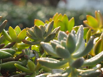 Close-up of succulent plant