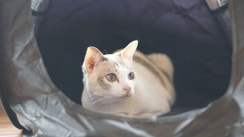 Close-up portrait of a cat