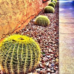 High angle view of cactus plants