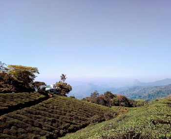 Tea crops in munnar hill station scenic view of field against clear sky