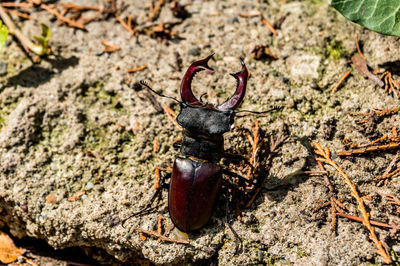 Close-up of insect on rock