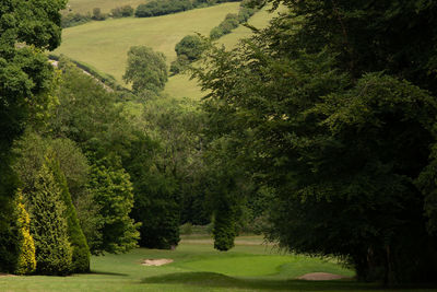 Scenic view of trees in forest