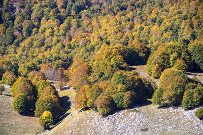 High angle view of trees in forest during autumn