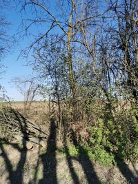 Shadow of tree on footpath