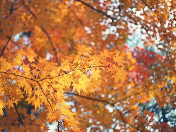 Low angle view of maple leaves on tree during autumn