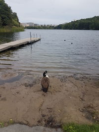 Bird on lake against sky