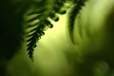 Close-up of plant