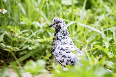 Close-up of a bird perching on a field