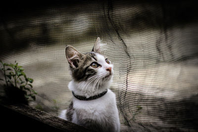 Close-up of cat