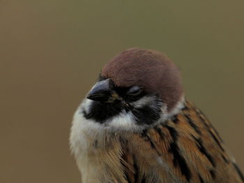 Close-up of bird