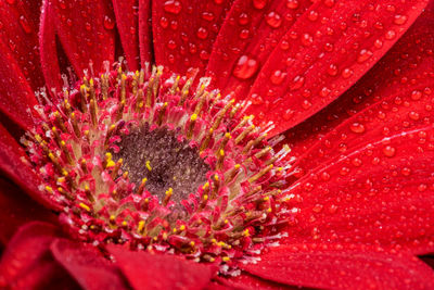 Close-up of red flower