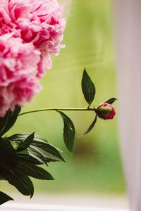 Close-up of pink flowers blooming outdoors