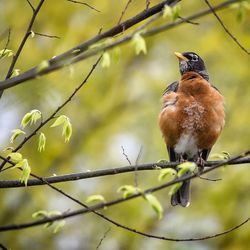 Low angle view of bird perching on branch