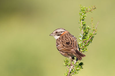 Close-up of bird perching on a tree