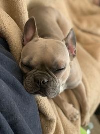 High angle view of dog sleeping on bed