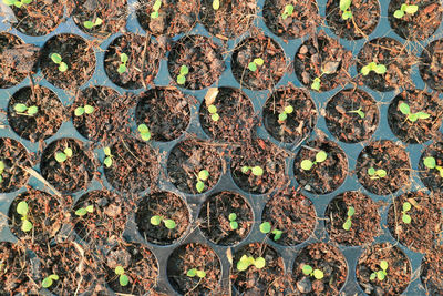 Full frame shot of patterned plants