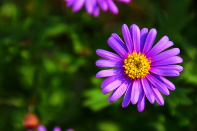 Close-up of purple flower blooming