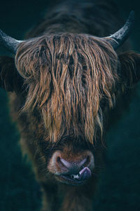 Close-up of a cow