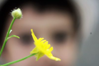 Close-up of yellow flower