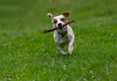 Portrait of dog on grassy field
