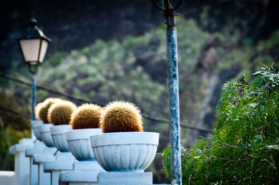 Row of barrel cactus in planters