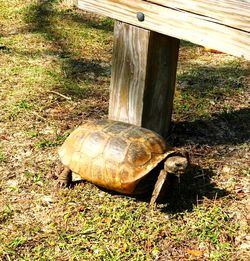 High angle view of turtle on field