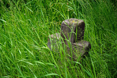 Close-up of lizard on field