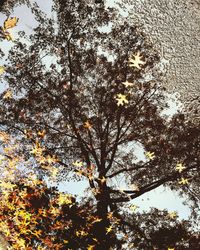 Low angle view of flower tree against sky