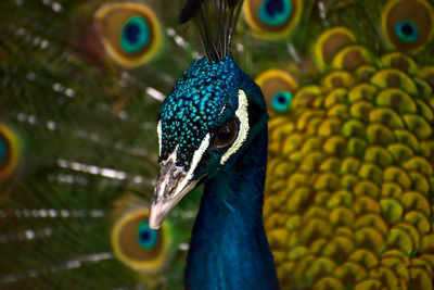 Portrait photo of a peacock