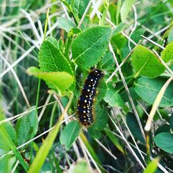 Close-up of butterfly on leaf