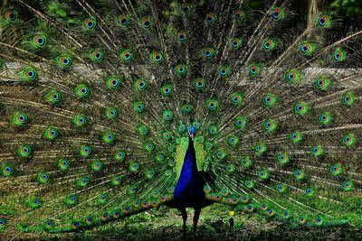 Close-up of peacock