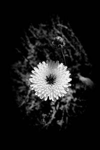 Close-up of flower against black background