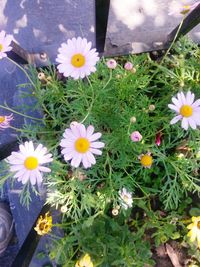 High angle view of white daisy flowers