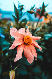 Close-up of wet flower