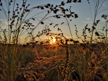 Close-up of plants growing on field against sky during sunset