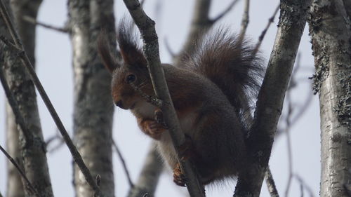 Close-up of squirrel on tree