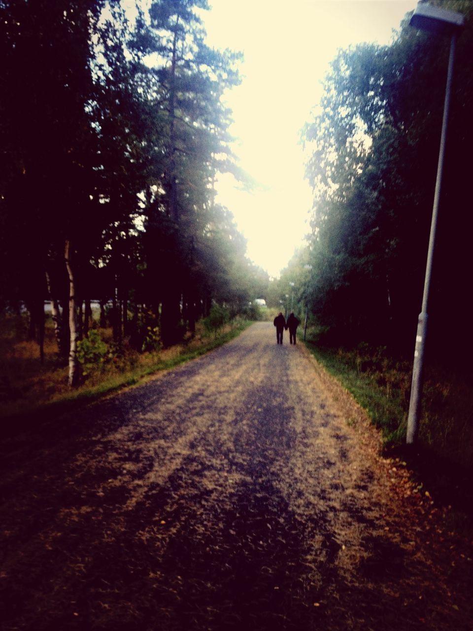 tree, the way forward, walking, men, transportation, diminishing perspective, road, lifestyles, treelined, leisure activity, tranquility, silhouette, vanishing point, clear sky, rear view, sky, person, growth