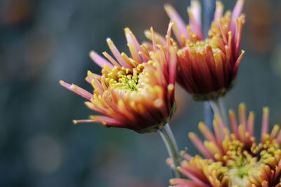 Close-up of pink flower