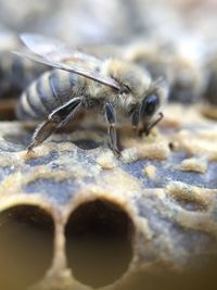 Close-up of bee