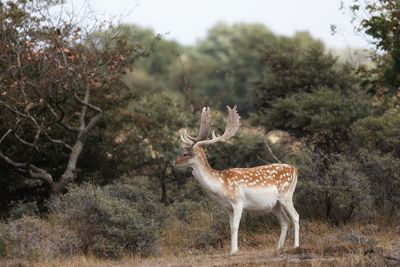 Deer standing in forest