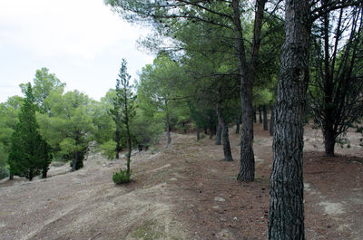 Scenic view of trees against sky