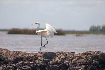 Bird perching on rock by lake against sky