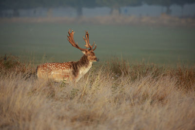 Deer standing on field