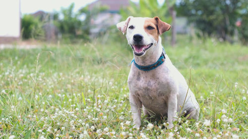 Portrait of dog on field