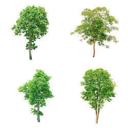 Close-up of green tree branch