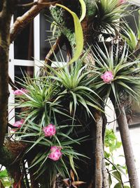 Close-up of potted cactus plant