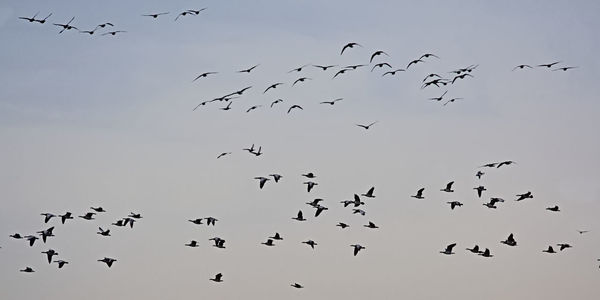 Low angle view of birds flying in sky