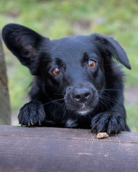 Portrait of black dog looking away