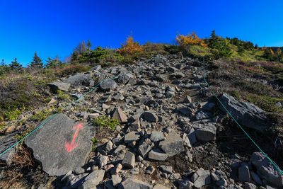 Plants growing on rocks against clear blue sky