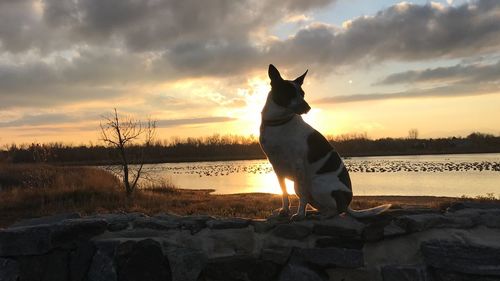 Dog standing on rock against sky during sunset